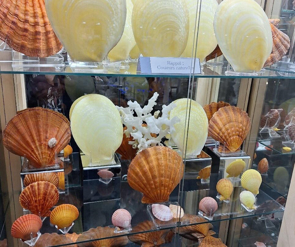 Museum du Coquillage景点图片