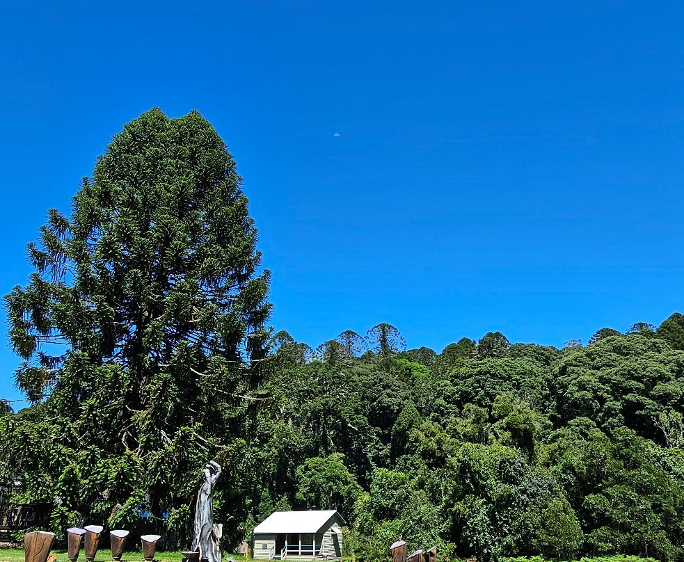 Bunya Mountains National Park景点图片