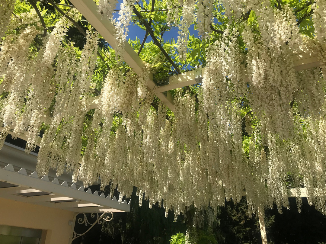 I Giardini di Villa della Pergola景点图片