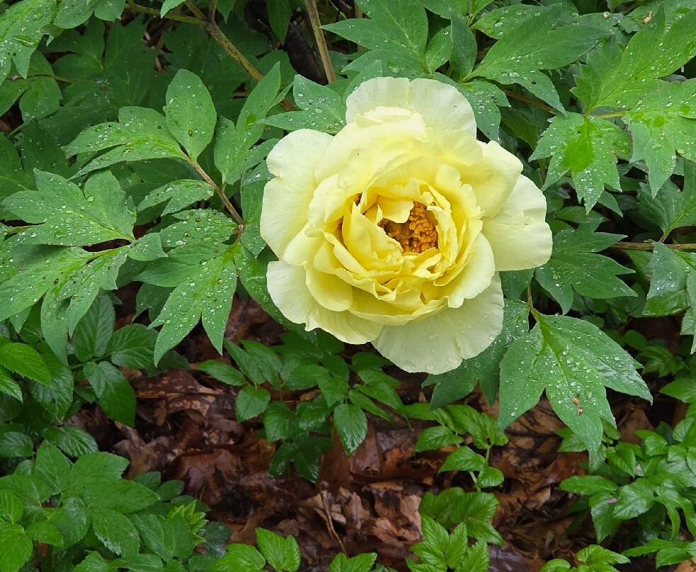 Cross Estate Gardens-Bernardsville必去景点