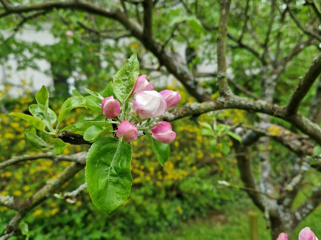 Windalens På Österlen