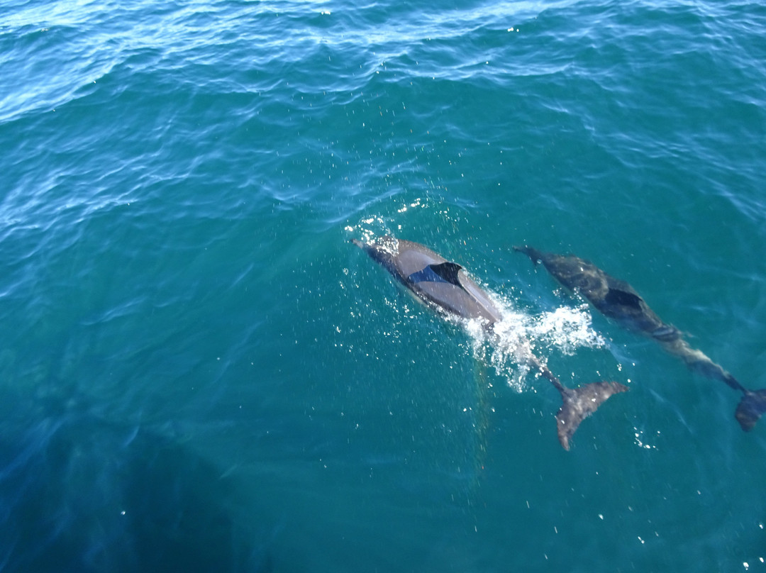Atlantic Whale and Wildlife Tours-Courtmacsherry必去景点