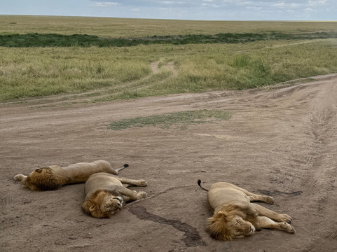 Mnyalu Safaris-阿鲁沙必去景点