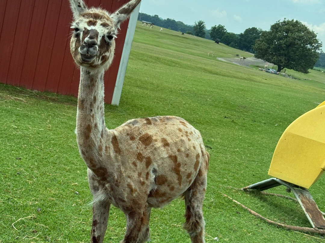 Tennessee Safari Park-Alamo必去景点