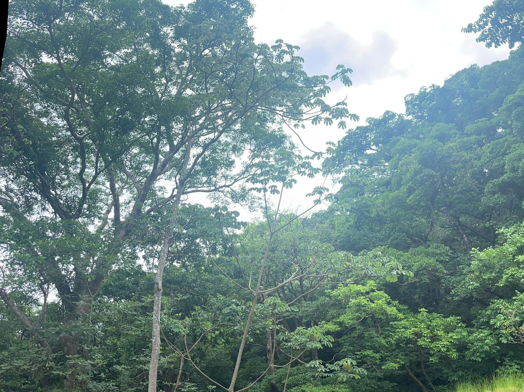 Memo Adventures Pura Vida In Costa Rica景点图片