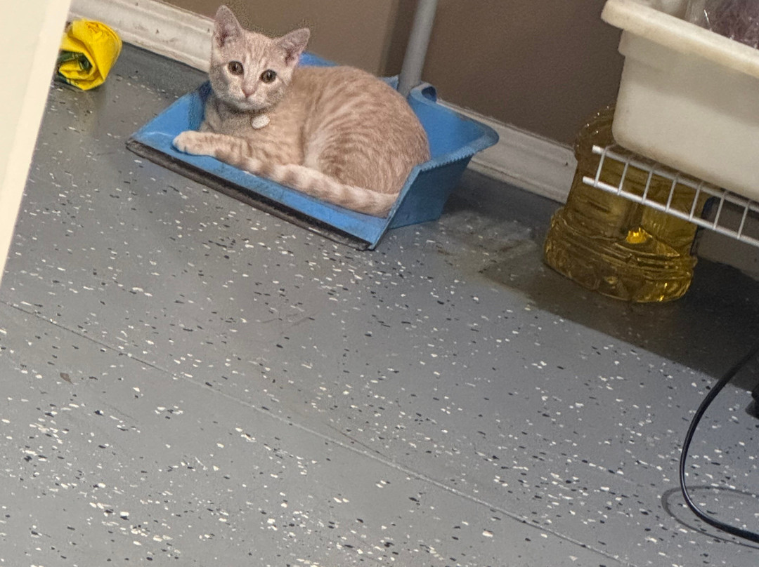 Cat Cafe Maui-卡胡卢伊必去景点