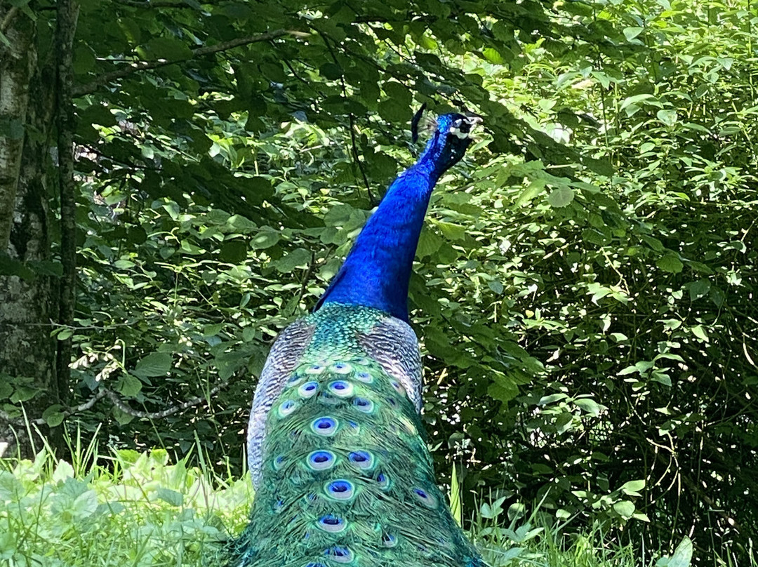 Raritätenzoo Ebbs-埃布斯必去景点