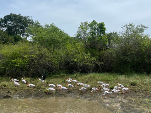 Sri Lankan Taxi and Tours-瓦勒迦玛必去景点