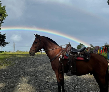 Cocora Magic-萨伦托必去景点