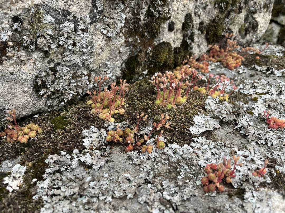 Muralhas e Castelo de Trancoso-Trancoso必去景点