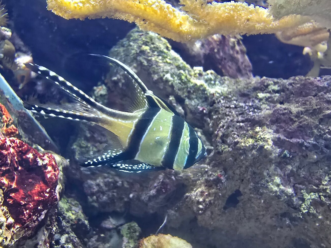 Aquarium de Lyon-La Mulatiere必去景点