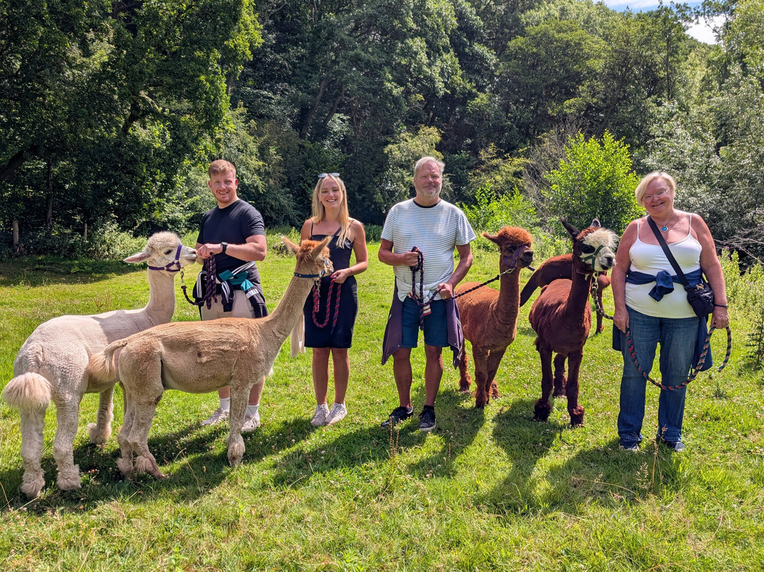 Bell Farm Alpacas-Pensford必去景点