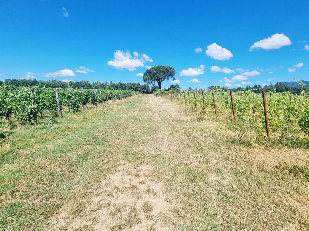 Tenuta Canto alla Moraia-Castiglion Fibocchi必去景点