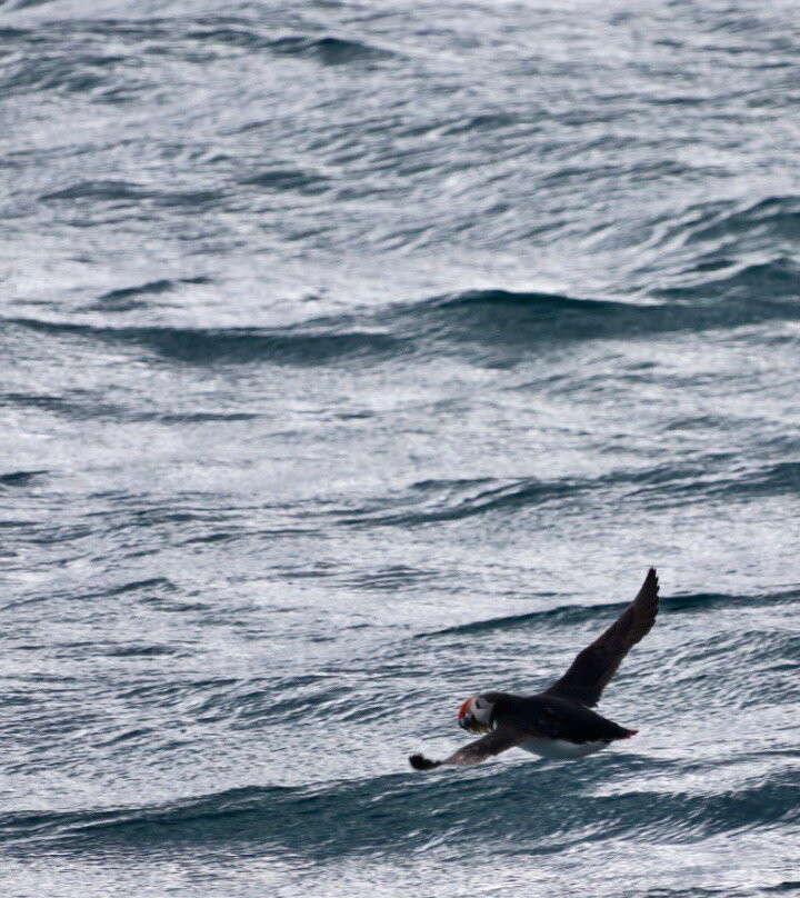 Sjóferðir Ehf-伊萨菲厄泽必去景点