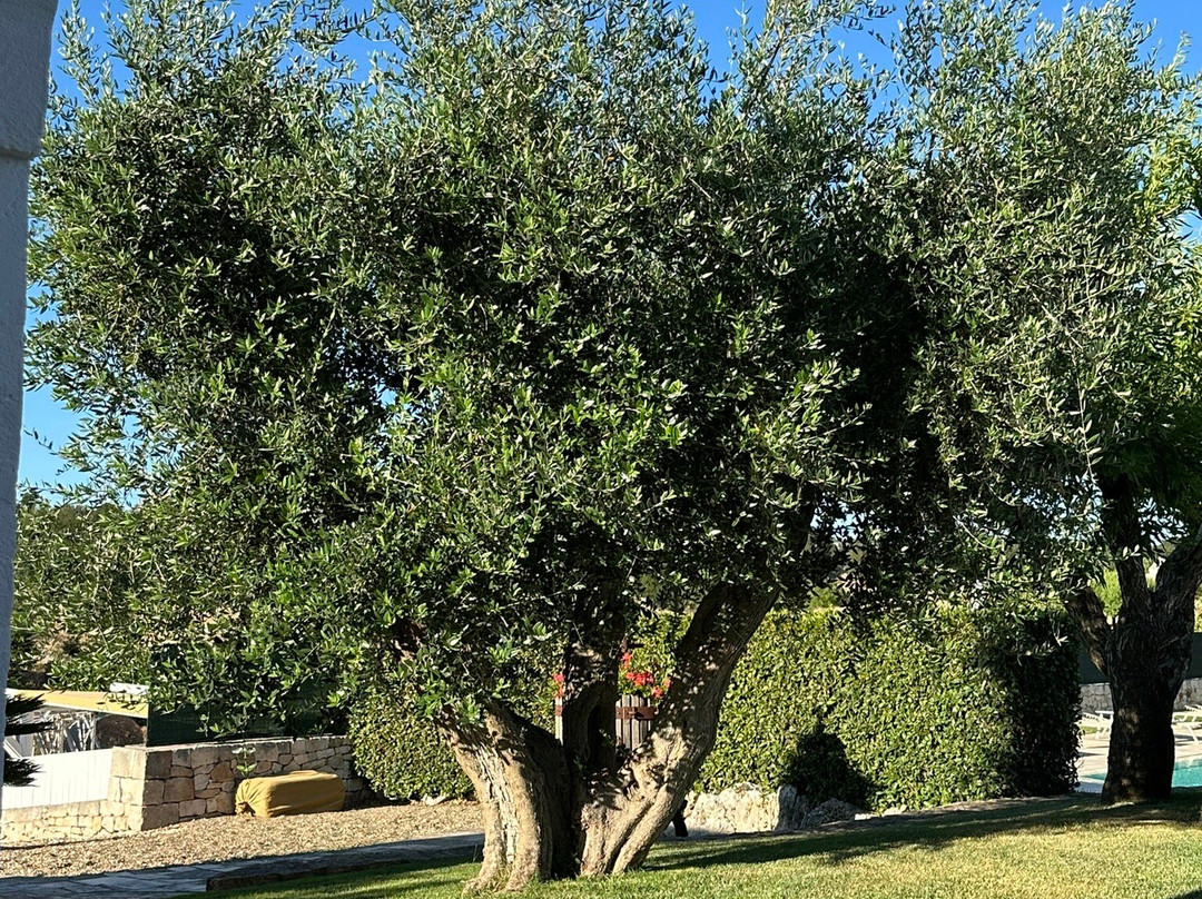 Coppola di Seta主图