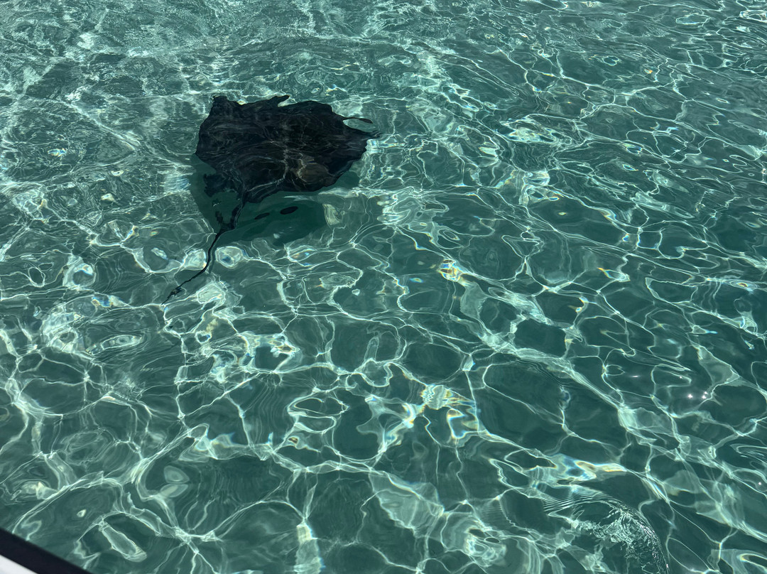 Reel Vibes Charters-西湾必去景点