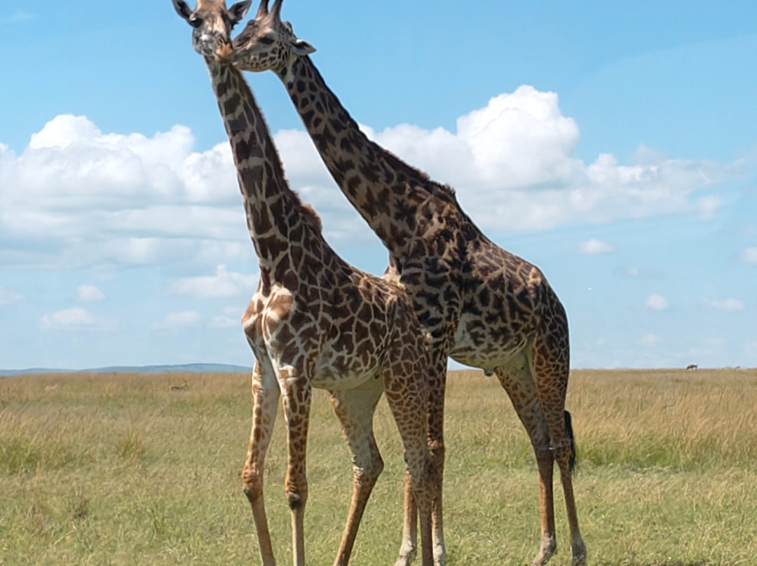 Ajkenyasafaris.com Ltd-Ruiru必去景点