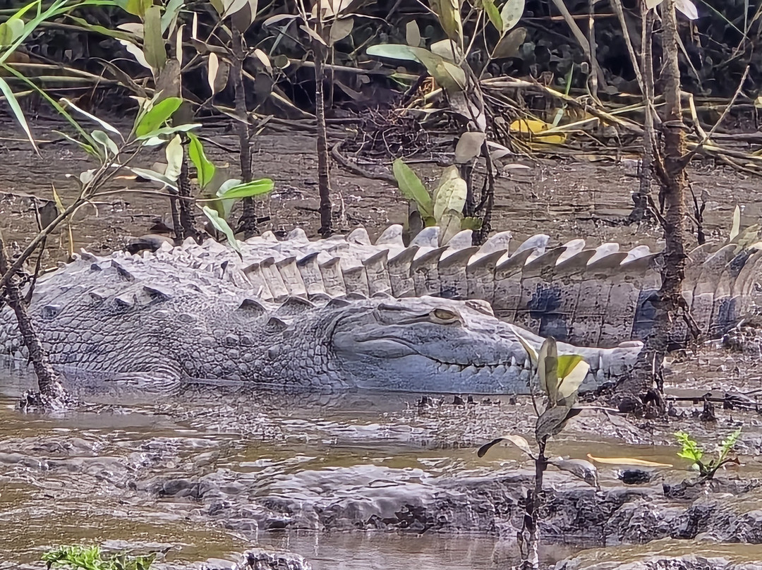 La Perla del Sur Adventures-Sierpe必去景点