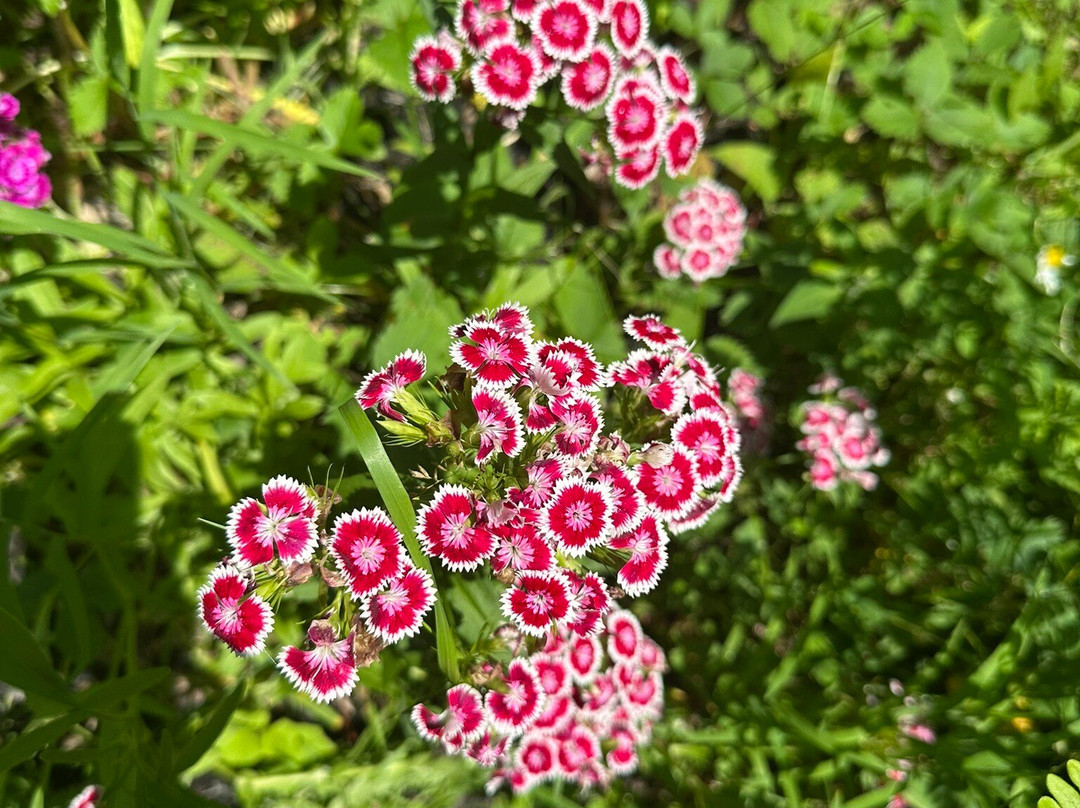 Savonnerie Belle a croquer-Sainte-Thecle必去景点