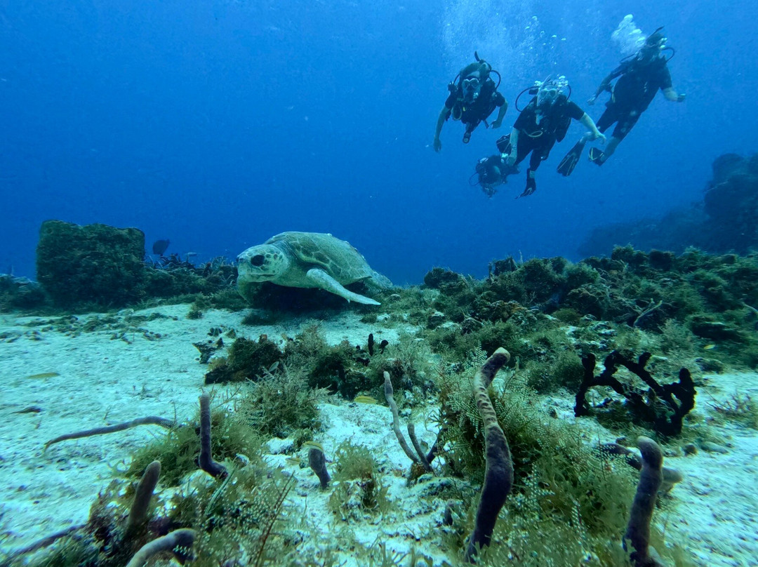 Dive With M.E. Cozumel-San Miguel de Cozumel必去景点