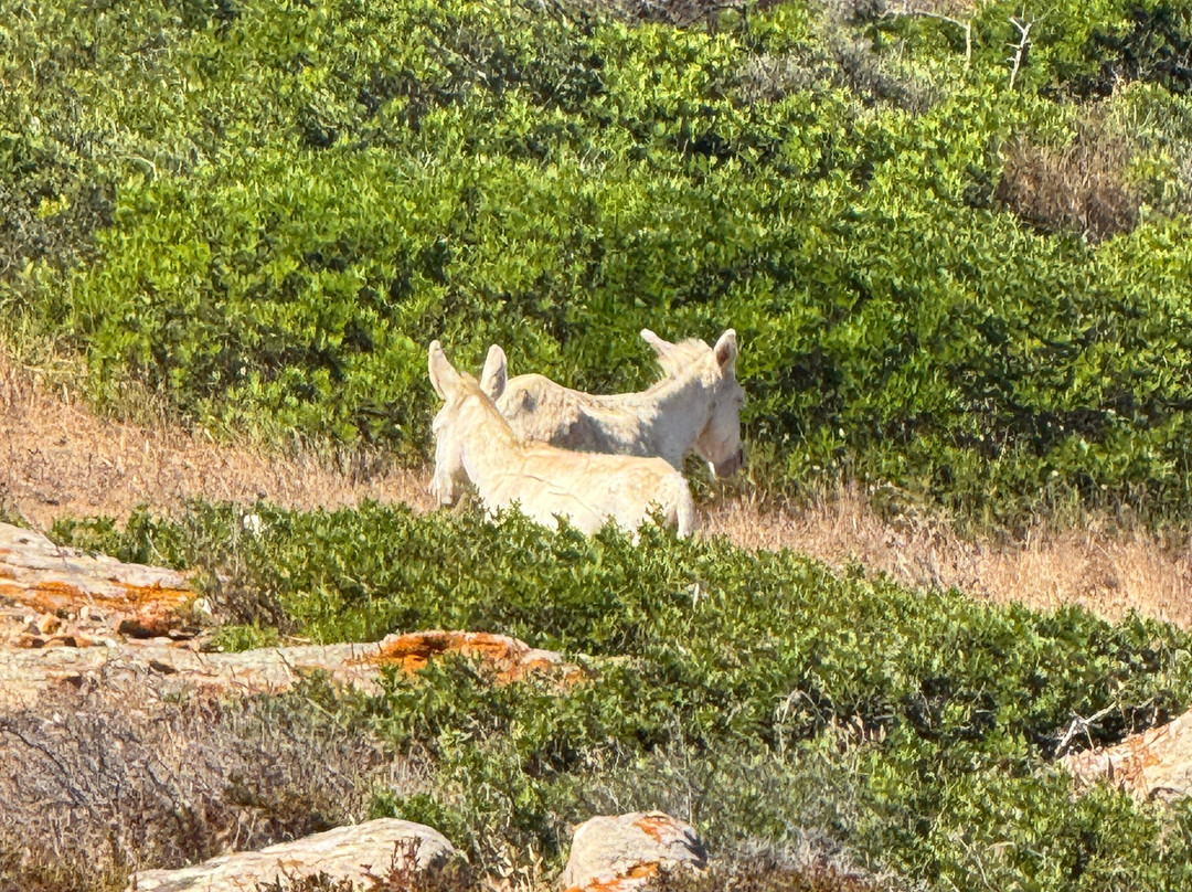 ScopriSardegna - Day Tour-Porto Torres必去景点