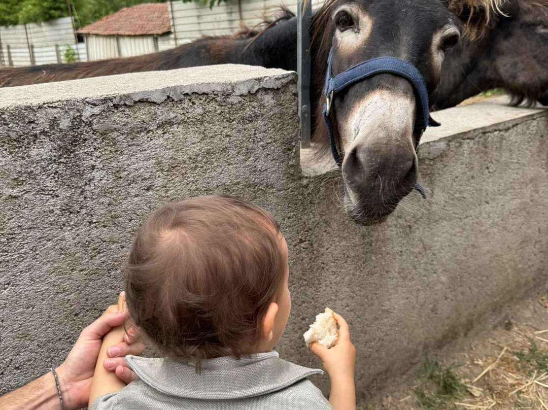 Quinta Pedagógica Quinta das Manas-吉马良斯必去景点