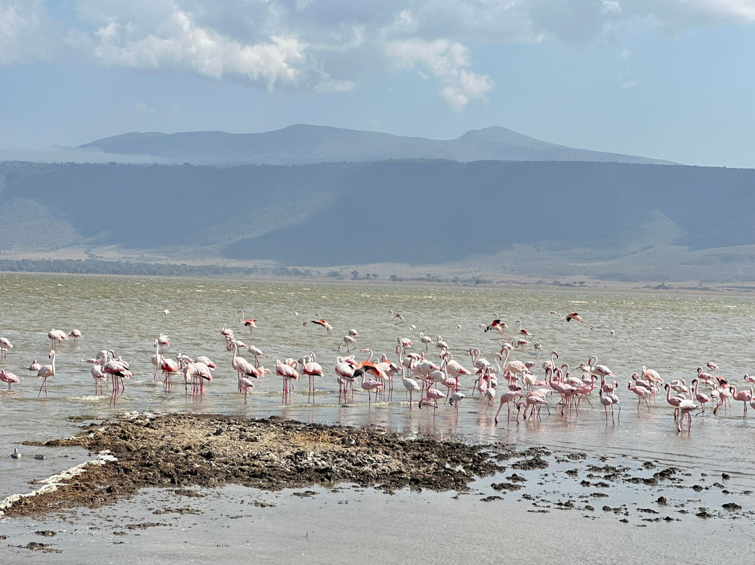 Northern Masailand Safaris-阿鲁沙必去景点