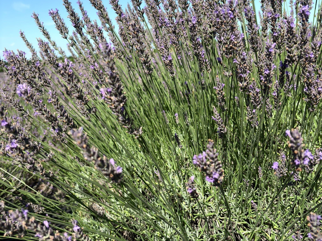 Lavender By the Bay-Calverton必去景点
