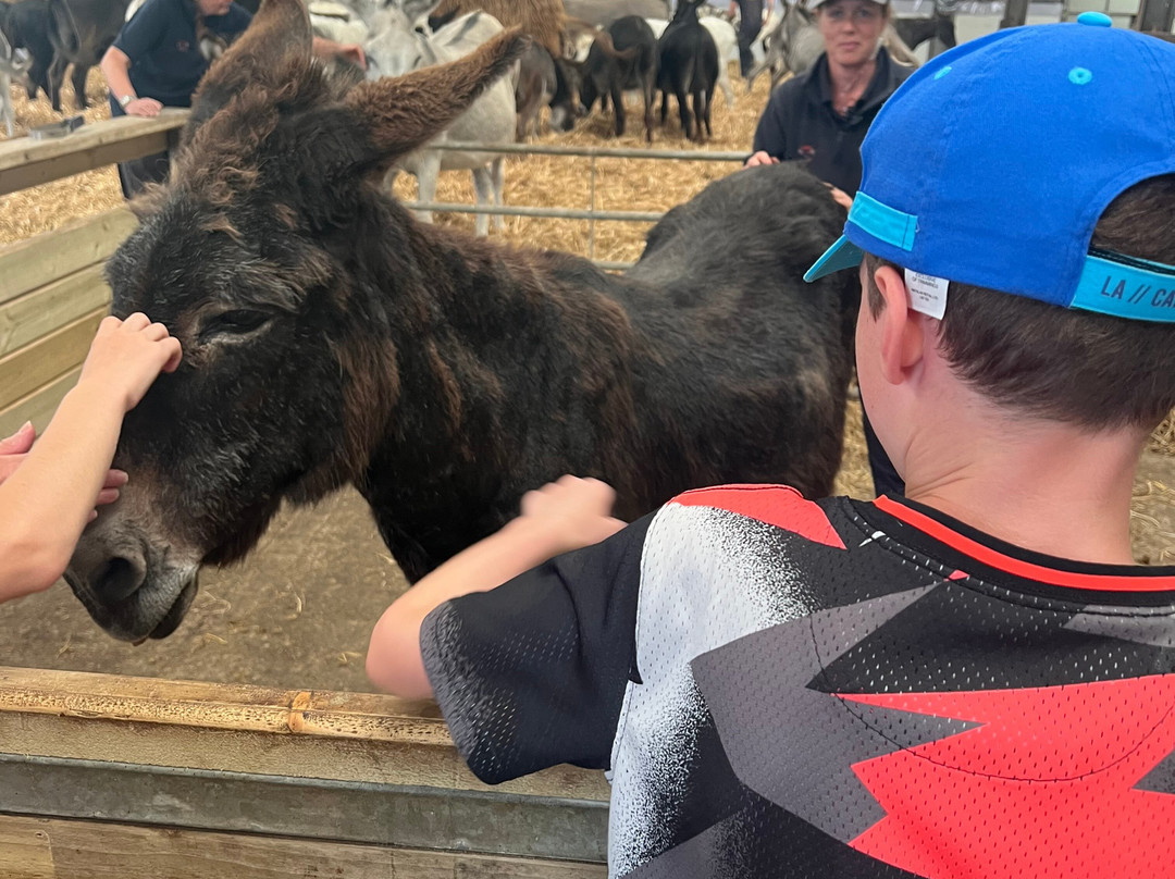 The Flicka Foundation - Donkey Sanctuary-Penryn必去景点