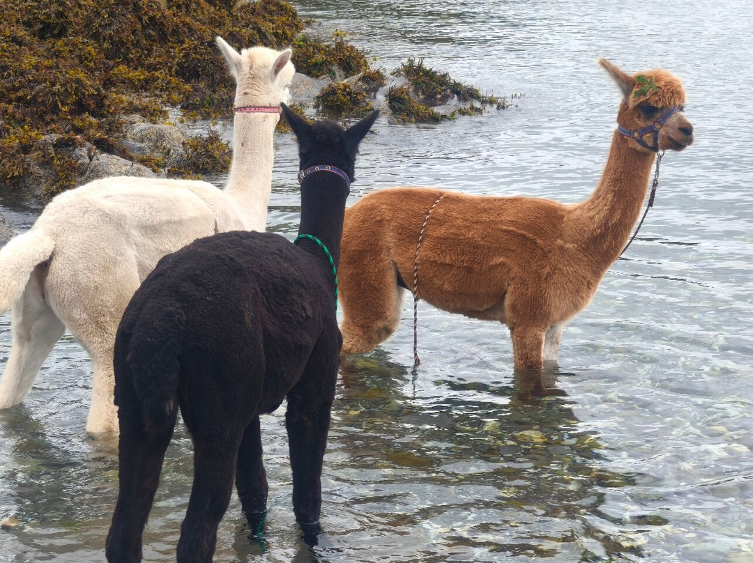 Seaside Alpacas West Cork-Union Hall必去景点