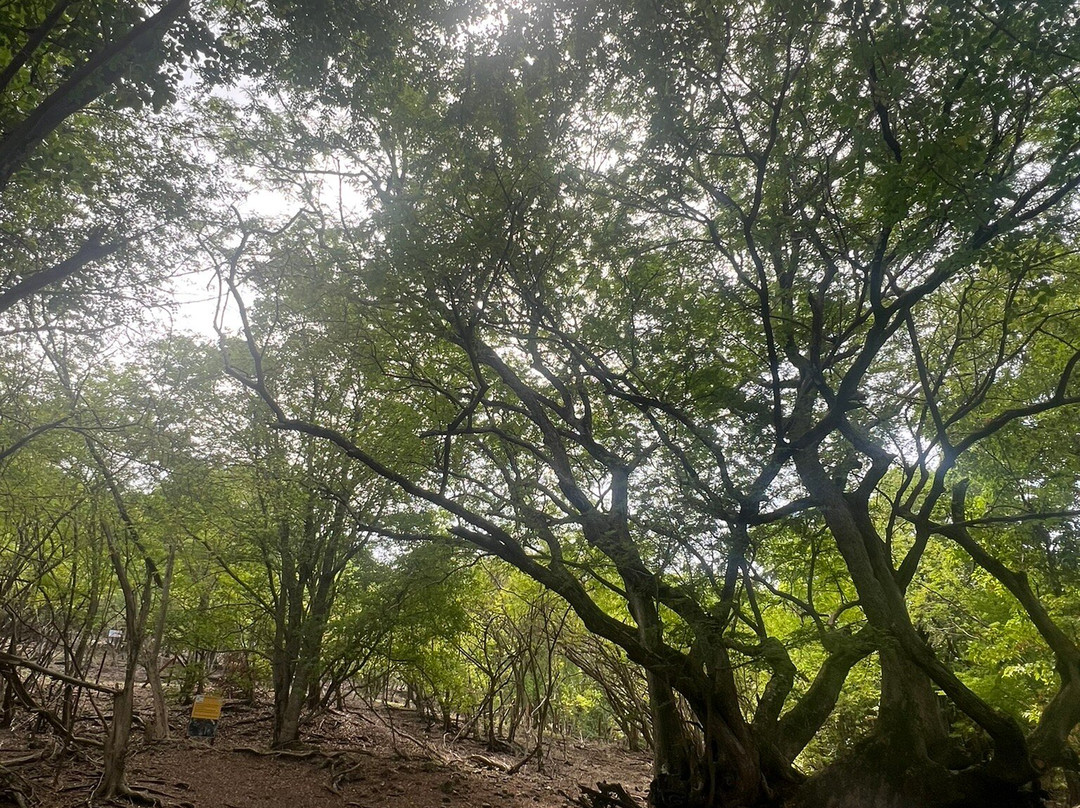 Royal Eagle-Le Robert必去景点