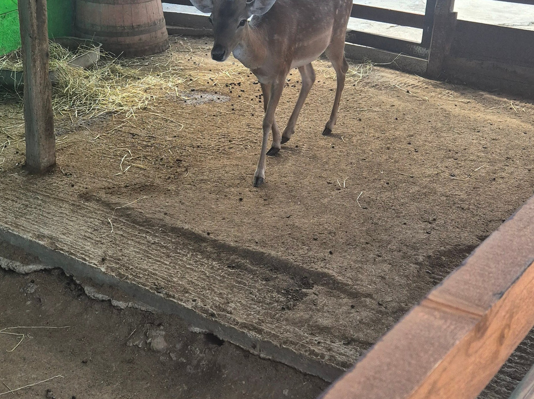 Camel Park Sunny Beach-拉夫达必去景点