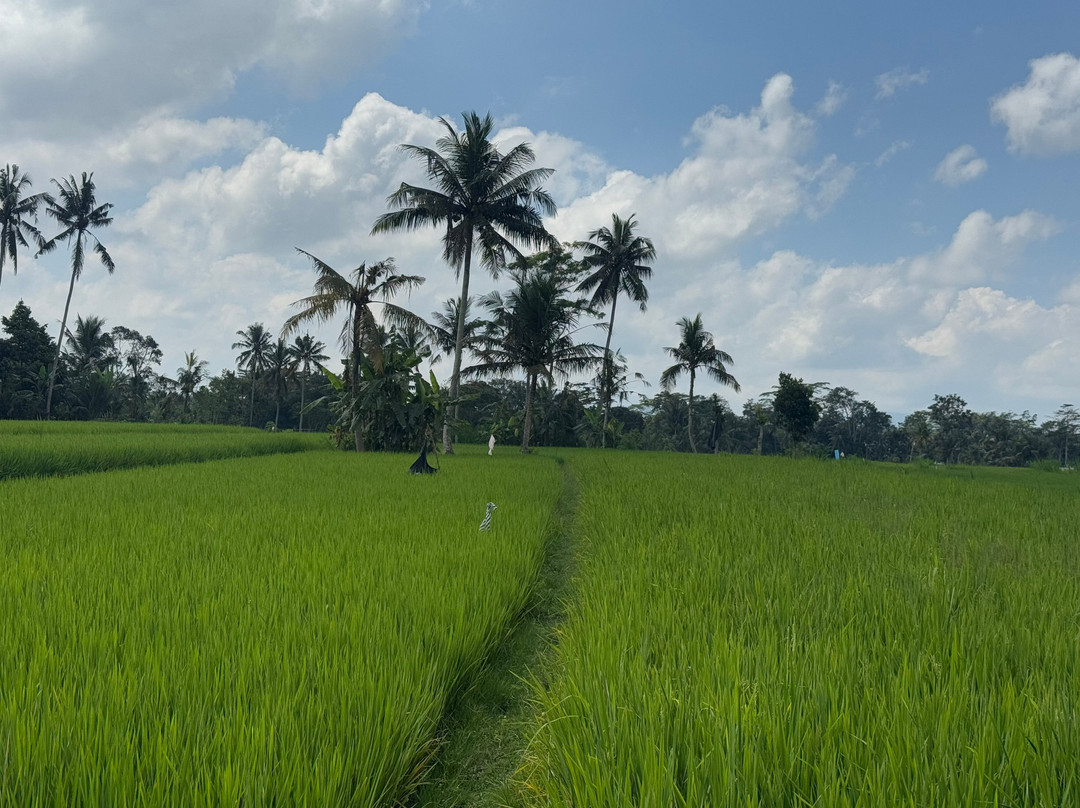 Ubud Cycling Bike-乌布必去景点