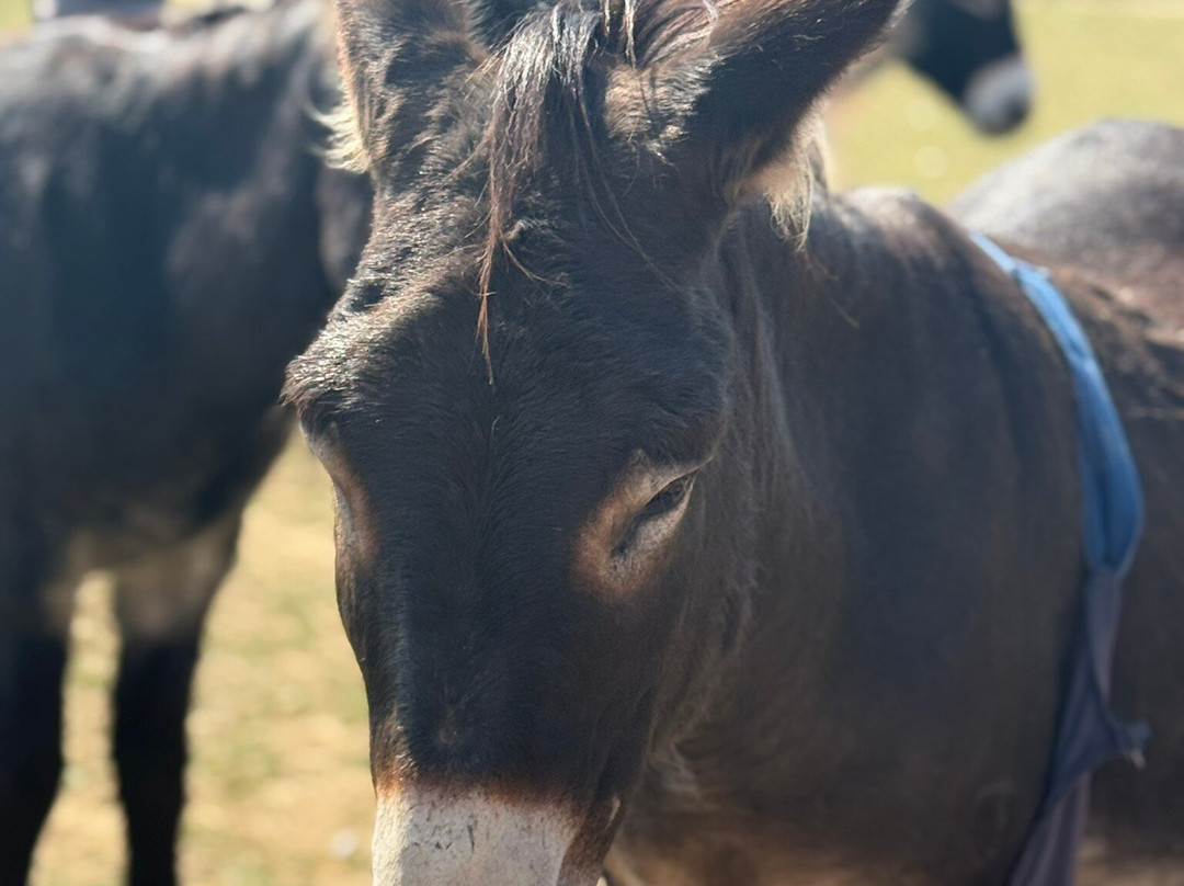 Hayling Island Donkey Sanctuary-海灵岛必去景点