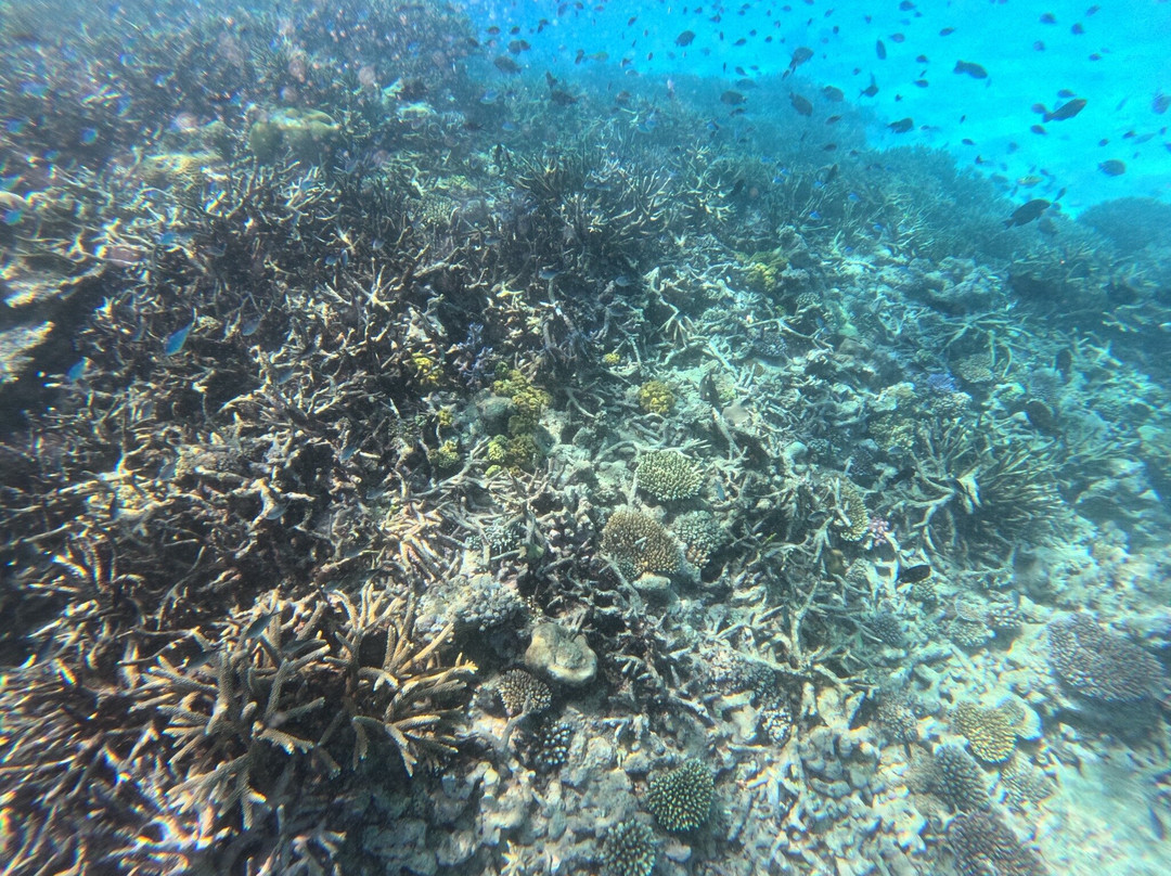 Salt Diver-塔韦乌尼岛必去景点