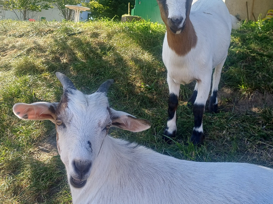 Erlebnis- und Tigerpark Dassow-Dassow必去景点