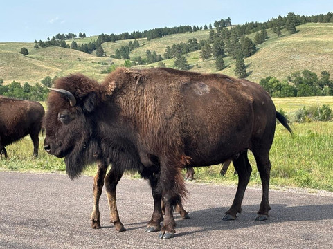 Buffalo Safari Jeep Tour-卡斯特必去景点
