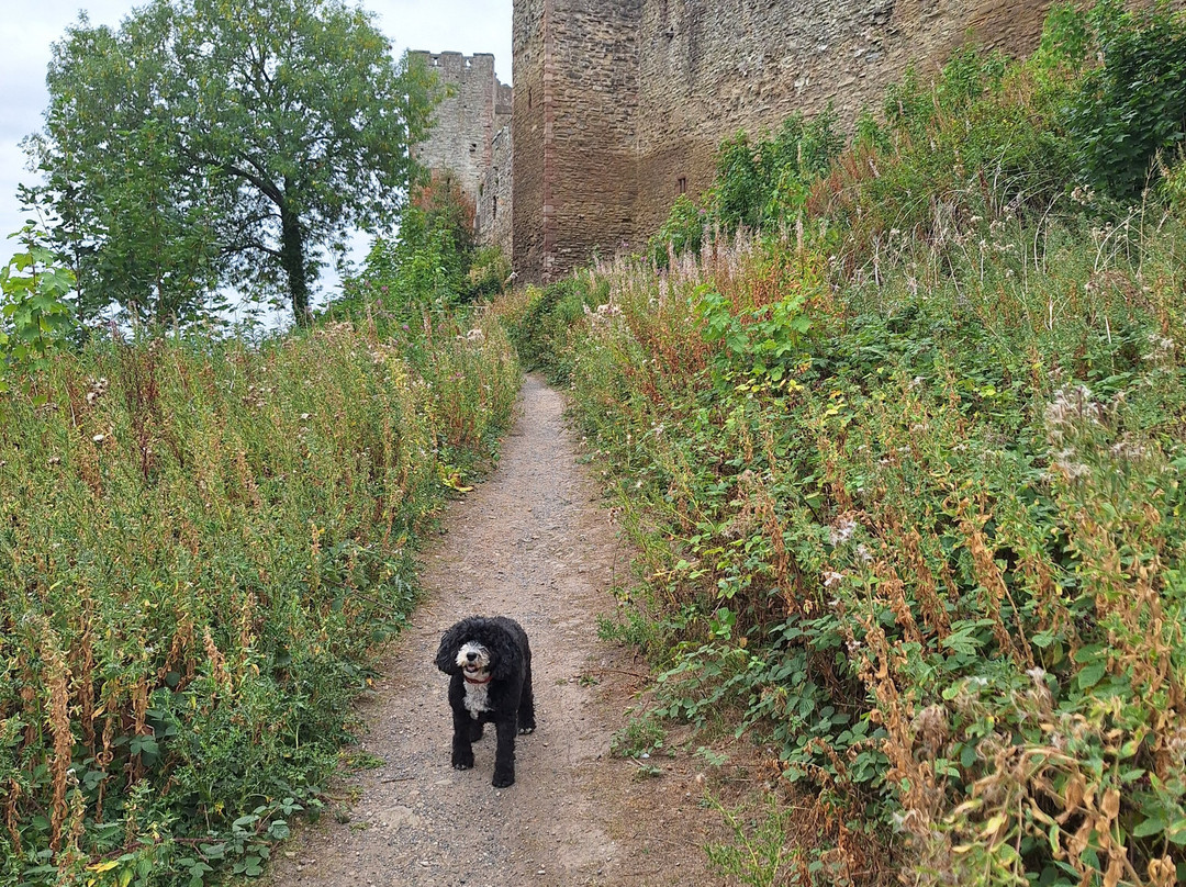 Ludlow Castle-拉德洛必去景点
