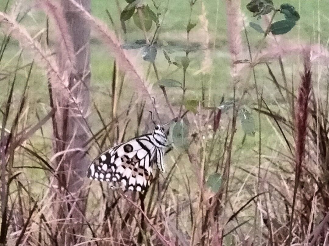 The Pench International's Jungle Water Park主图