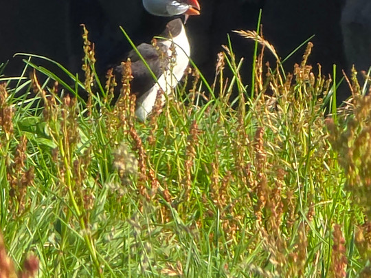 Faroe Tours-托沙文必去景点