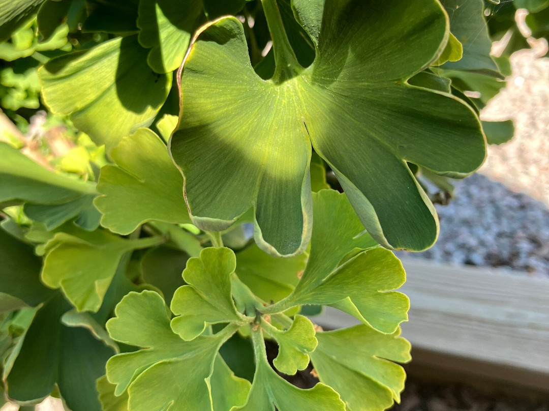 Tjusby Trädgård-Borgholm必去景点