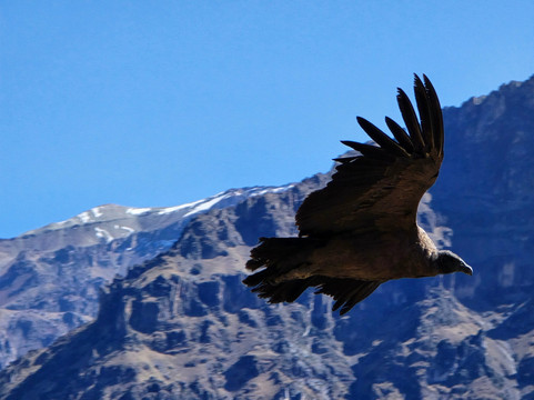 Machu Picchu Magico-库斯科必去景点