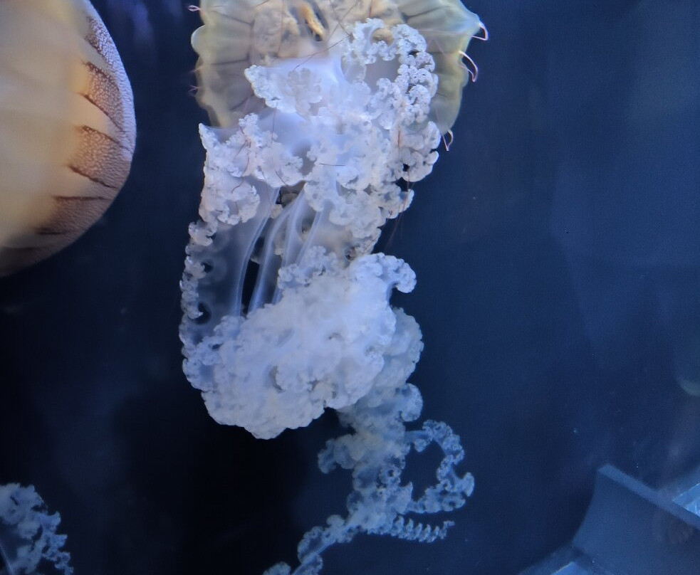 Aquarium Pula-普拉必去景点