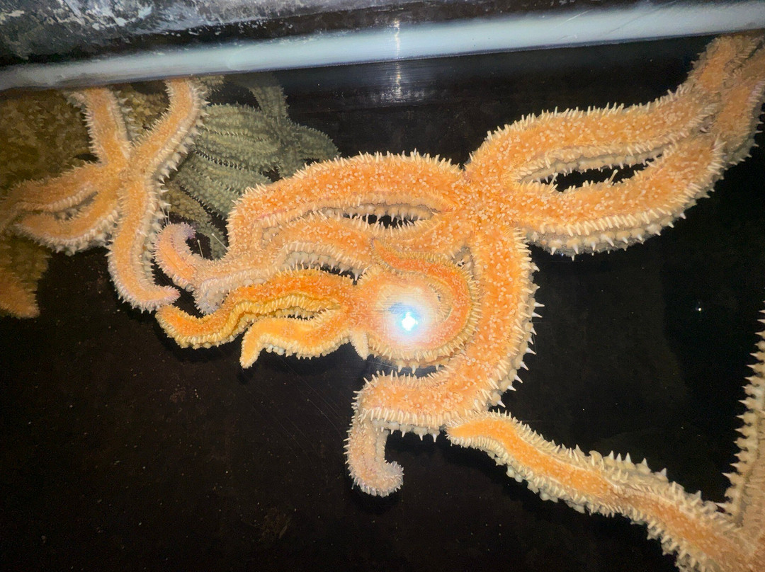 Dingle Oceanworld Aquarium-丁格尔必去景点