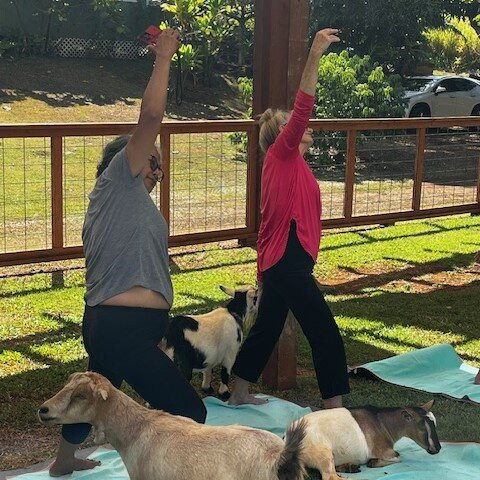 808 Goat Yoga-阿那荷拉必去景点