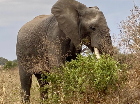 Rashad Adventure-阿鲁沙必去景点