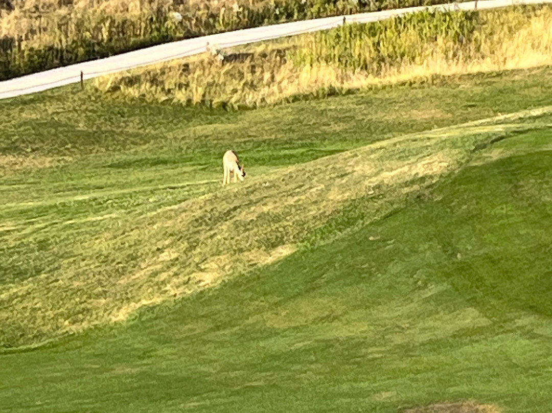 Buffalo Golf Club-布法罗必去景点