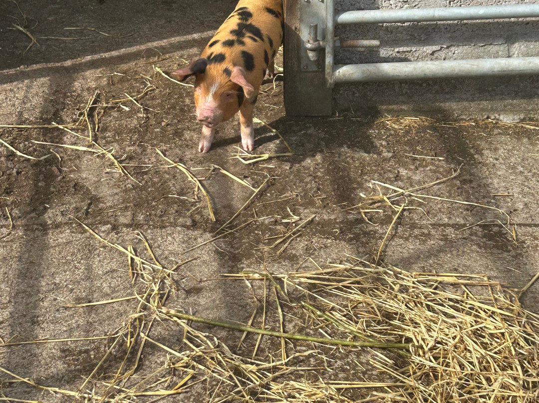 Wynford Farm Playbarn-Kingswells必去景点