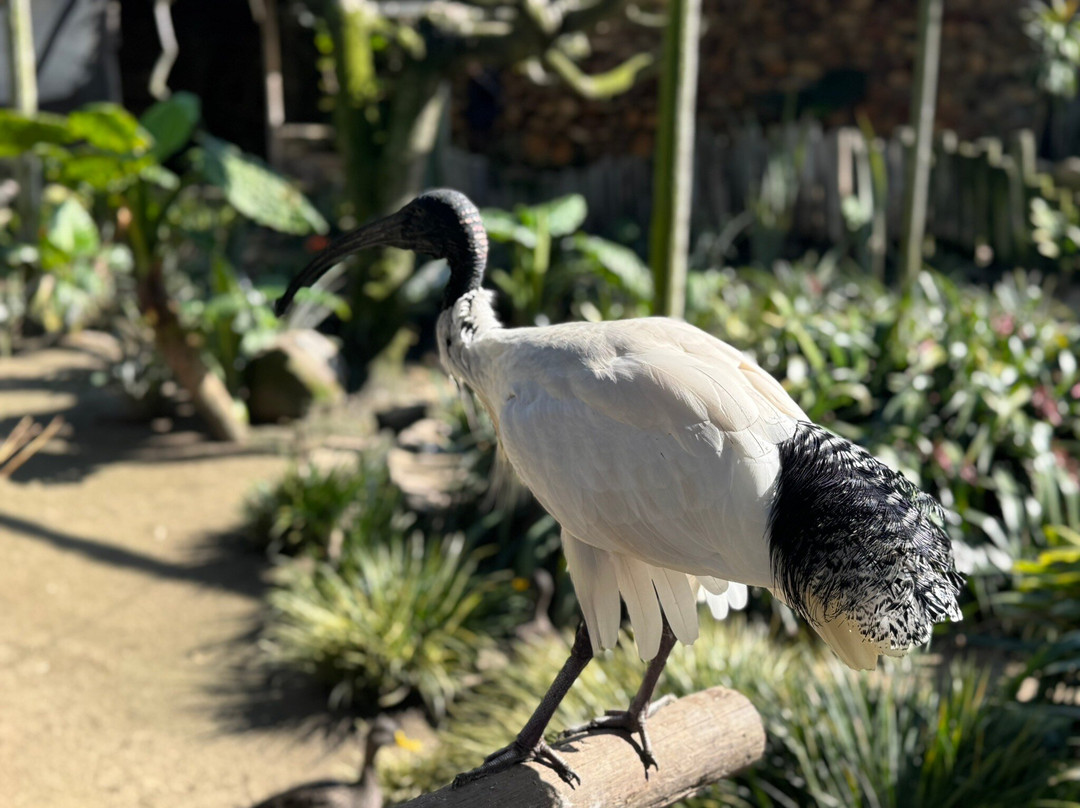 World of Birds-开普敦中心区必去景点