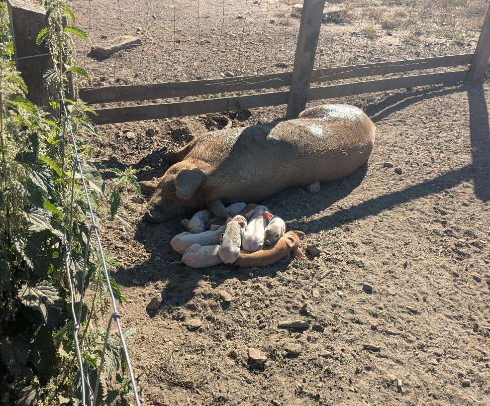 Quarr Abbey-赖德必去景点